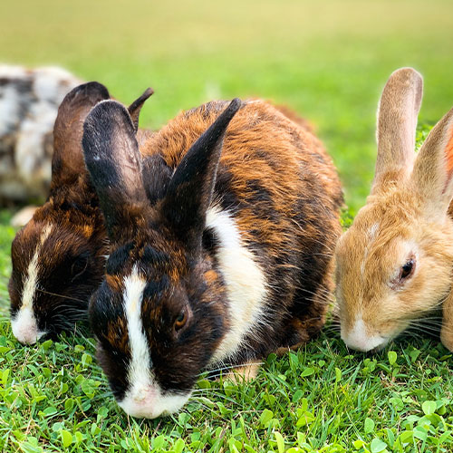 3 lapins dans l'herbe
